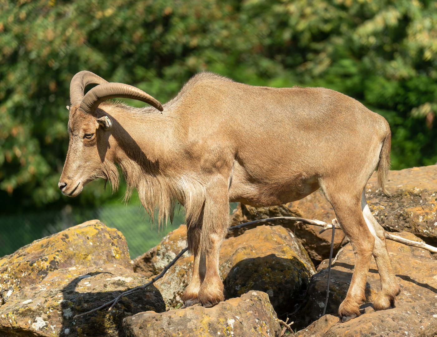 Barbary sheep, Africa Alive, UK