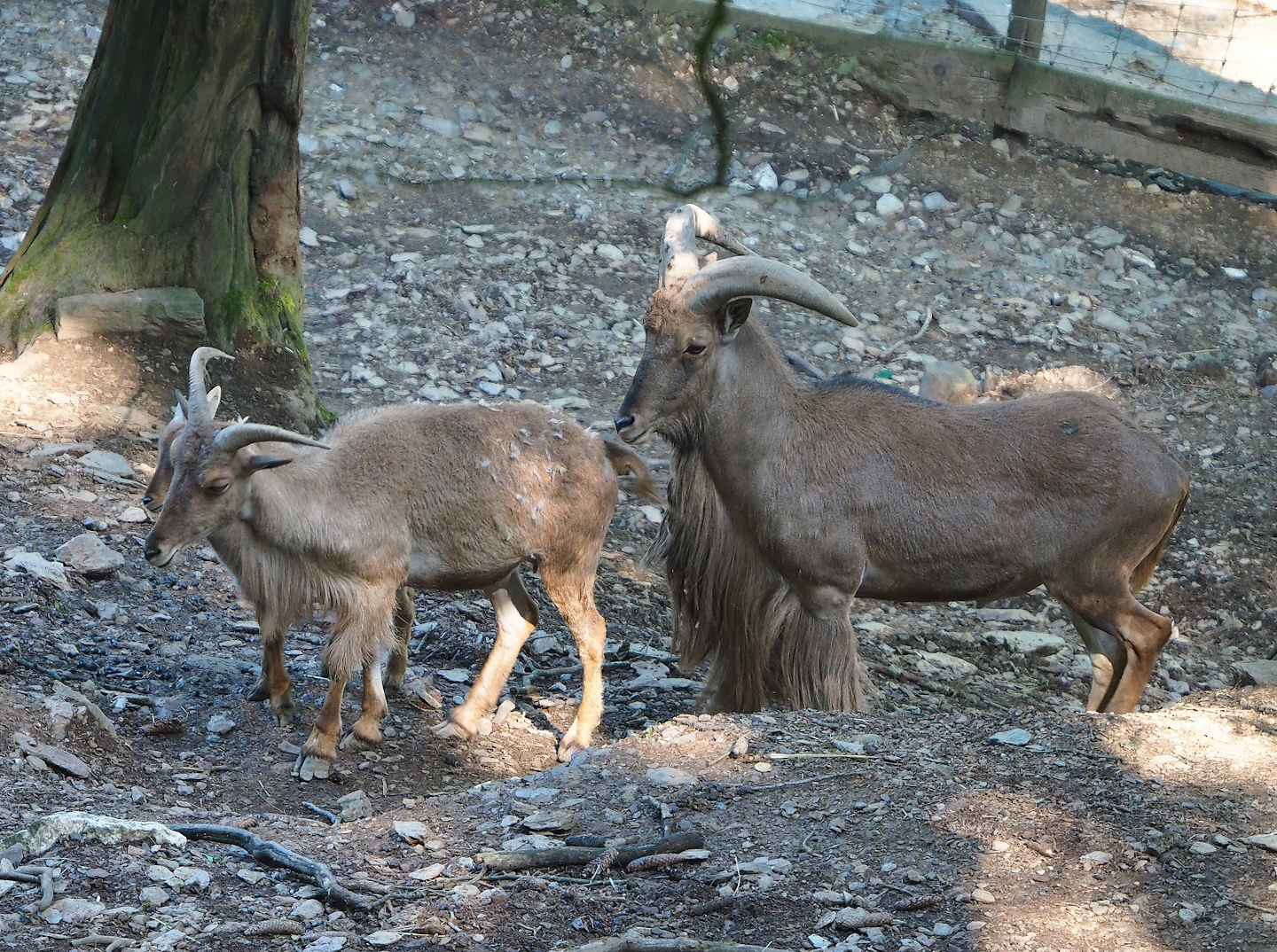 Barbary sheep (Ammotragus lervia), 2023-06-24