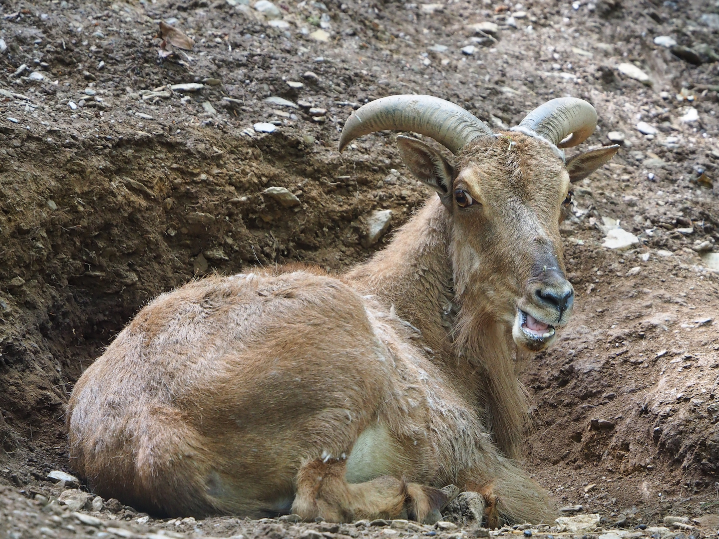 Barbary sheep (Ammotragus lervia), 2023-06-24