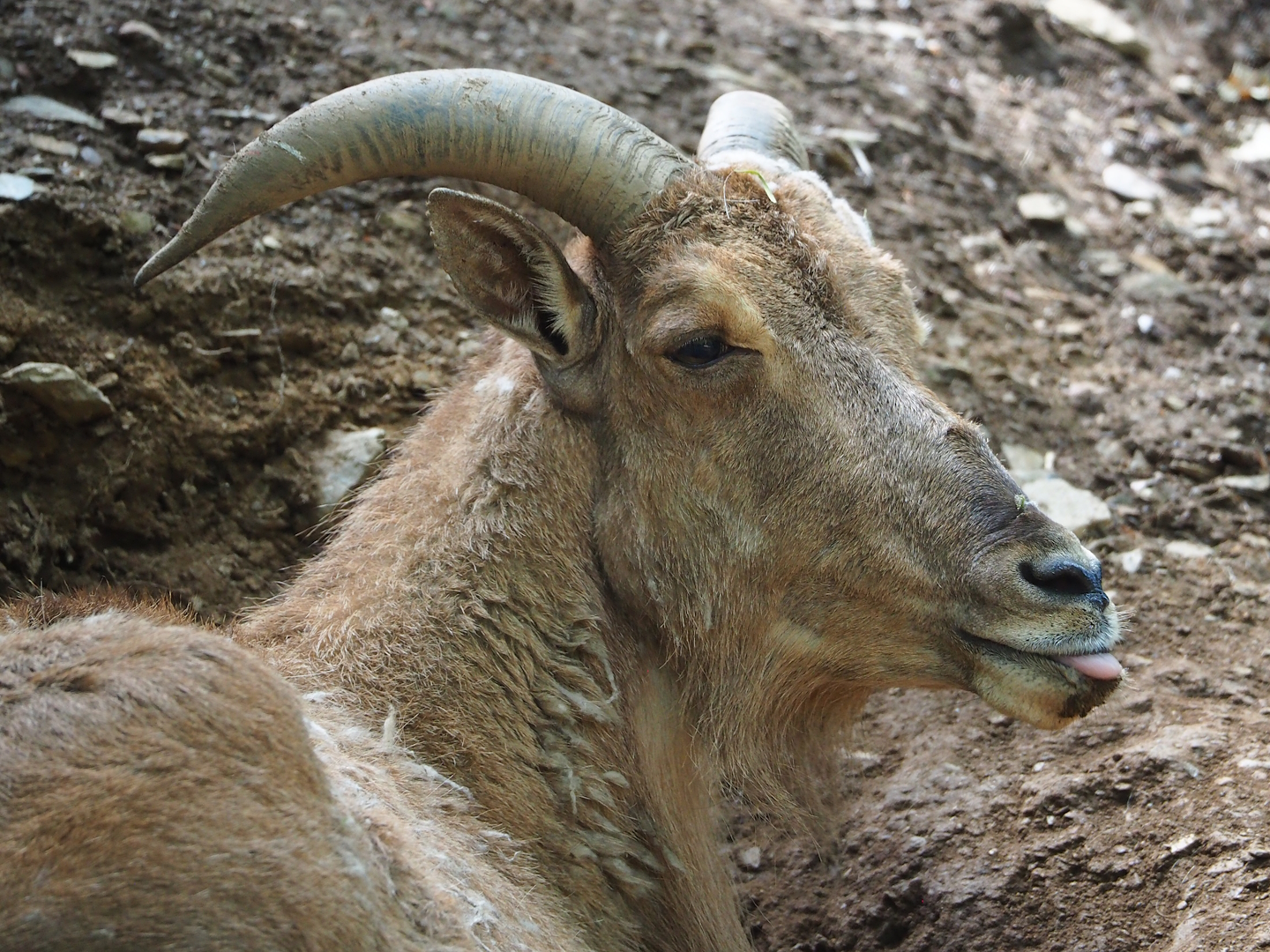 Barbary sheep (Ammotragus lervia), 2023-06-24