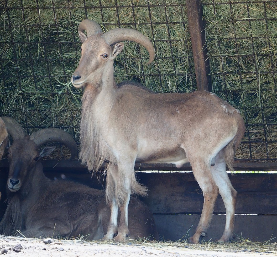 Barbary sheep (Ammotragus lervia), 2023-06-24