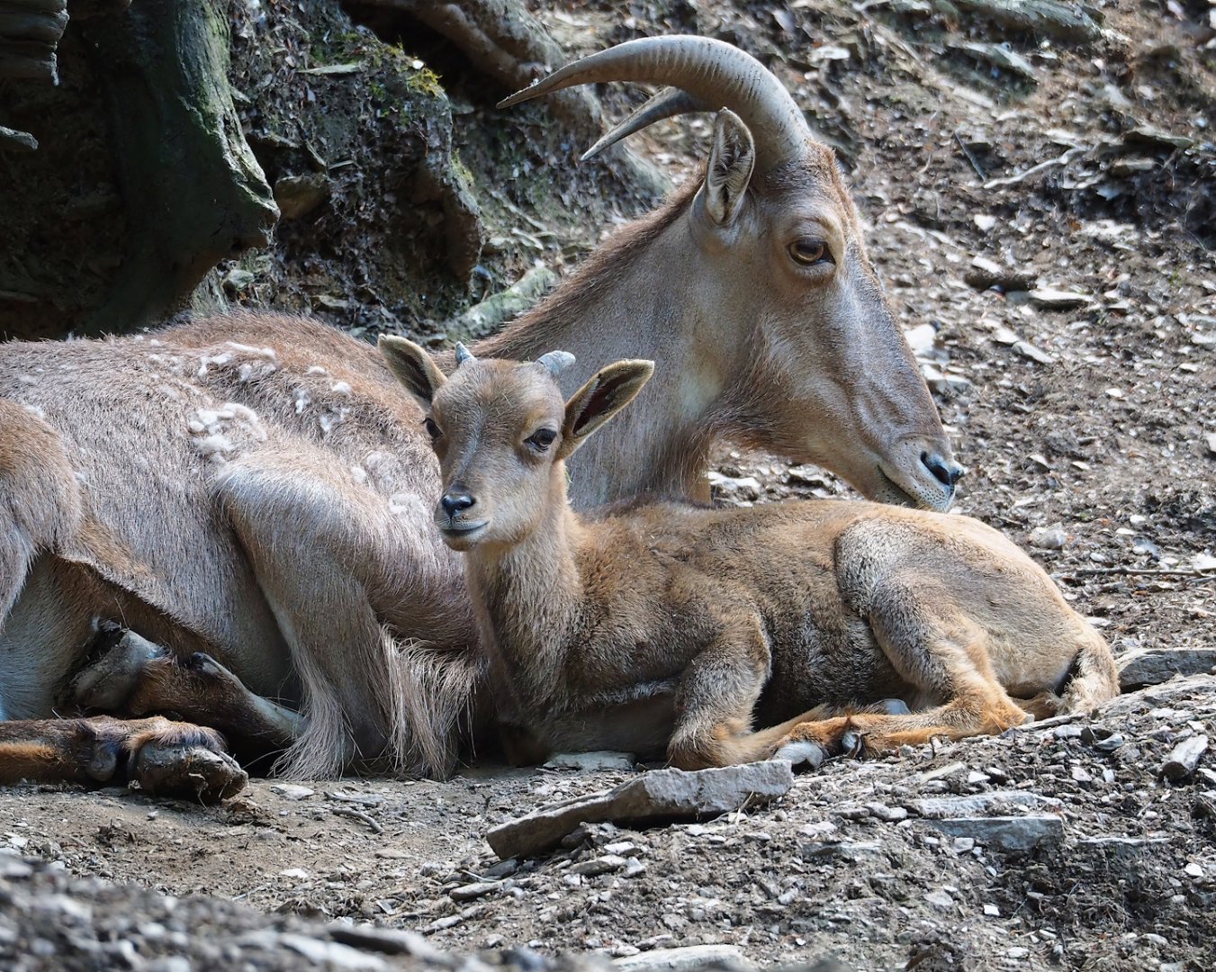 Barbary sheep (Ammotragus lervia), 2023-06-24