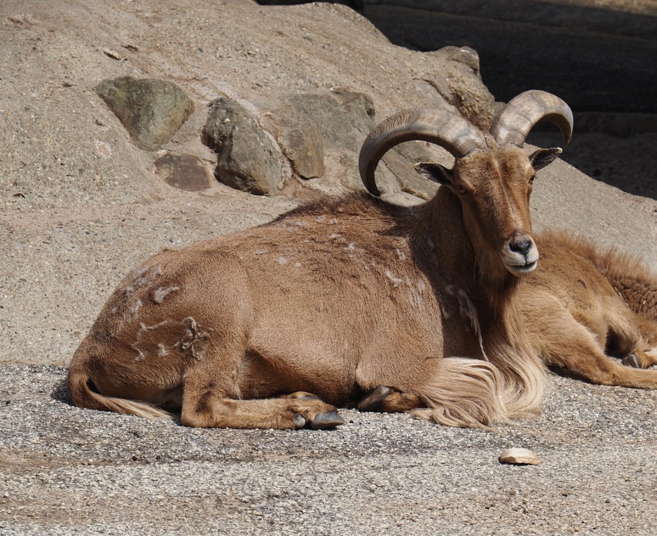 Barbary sheep (Ammotragus lervia), 2025-05-22