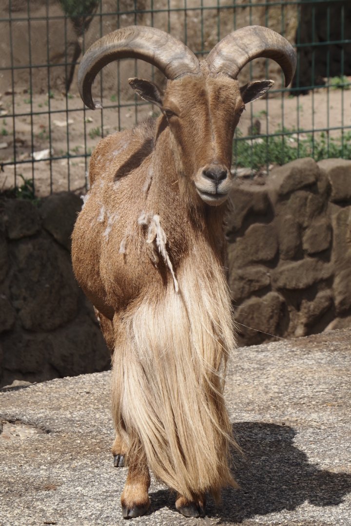 Barbary sheep (Ammotragus lervia), 2025-05-22