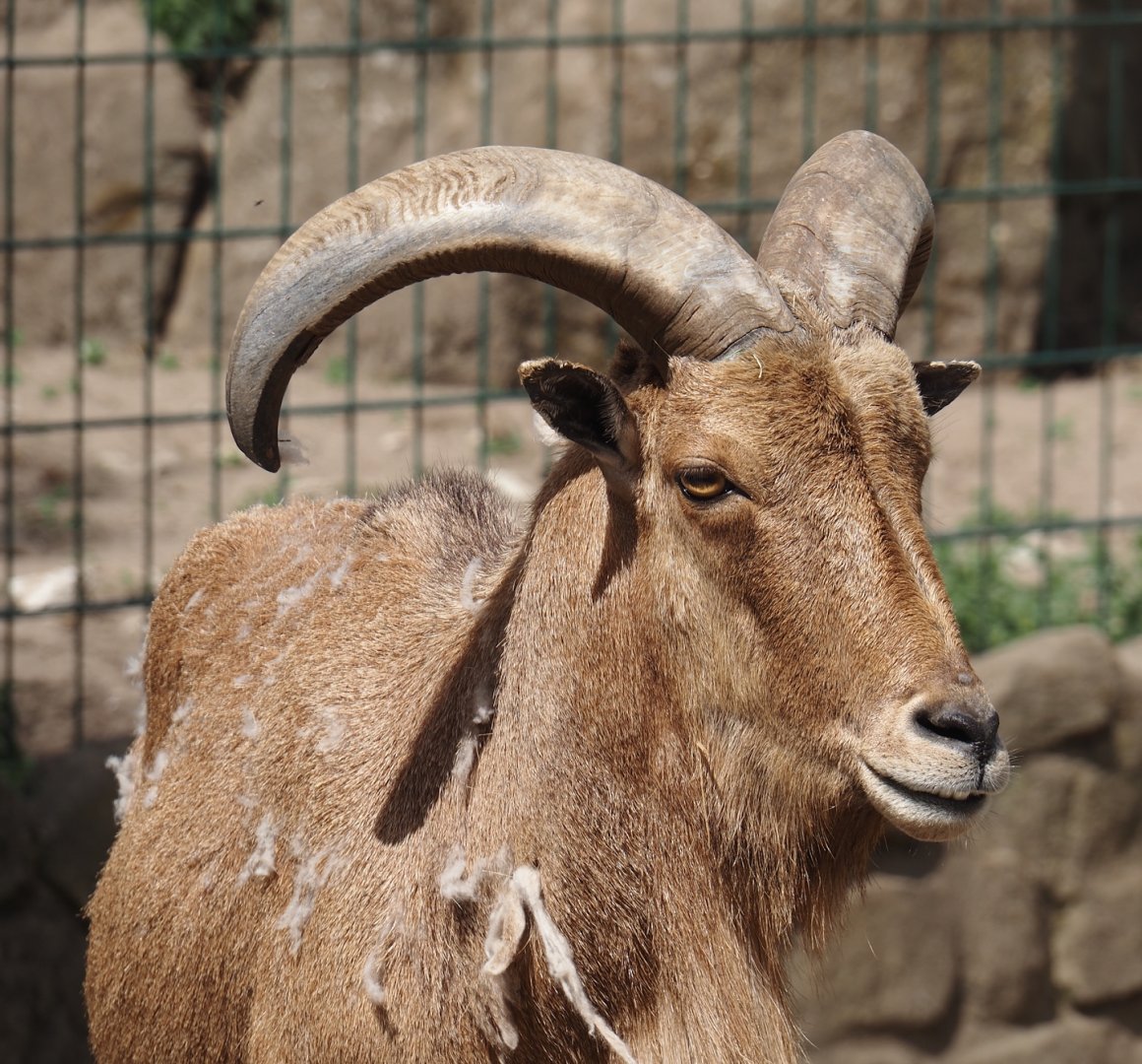 Barbary sheep (Ammotragus lervia), 2025-05-22