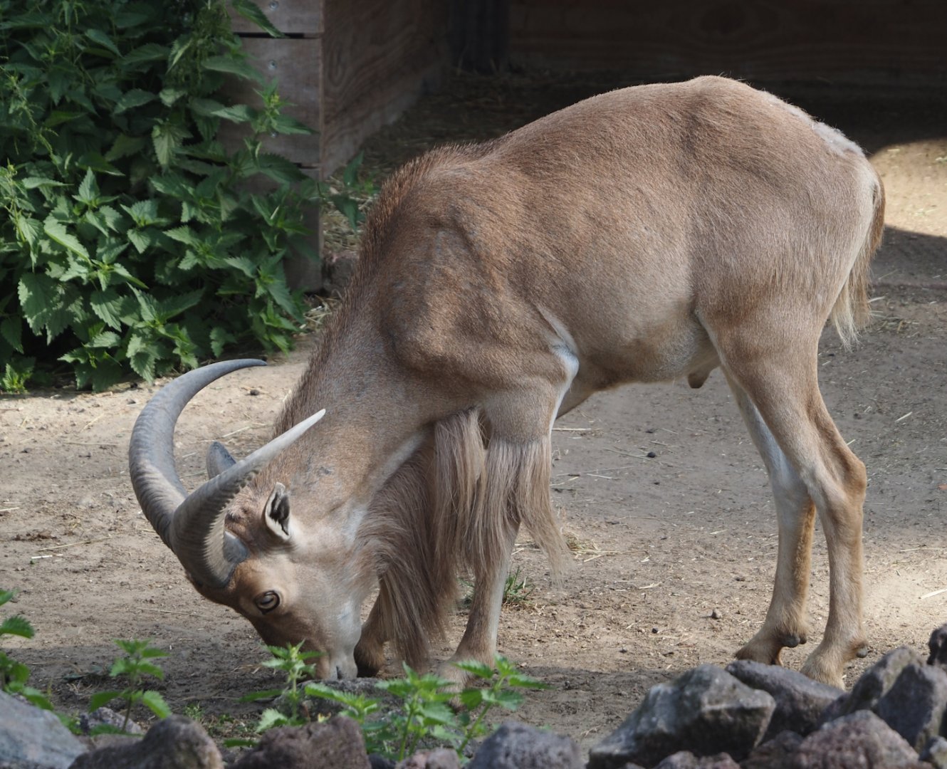Barbary sheep (Ammotragus lervia), 2025-08-13