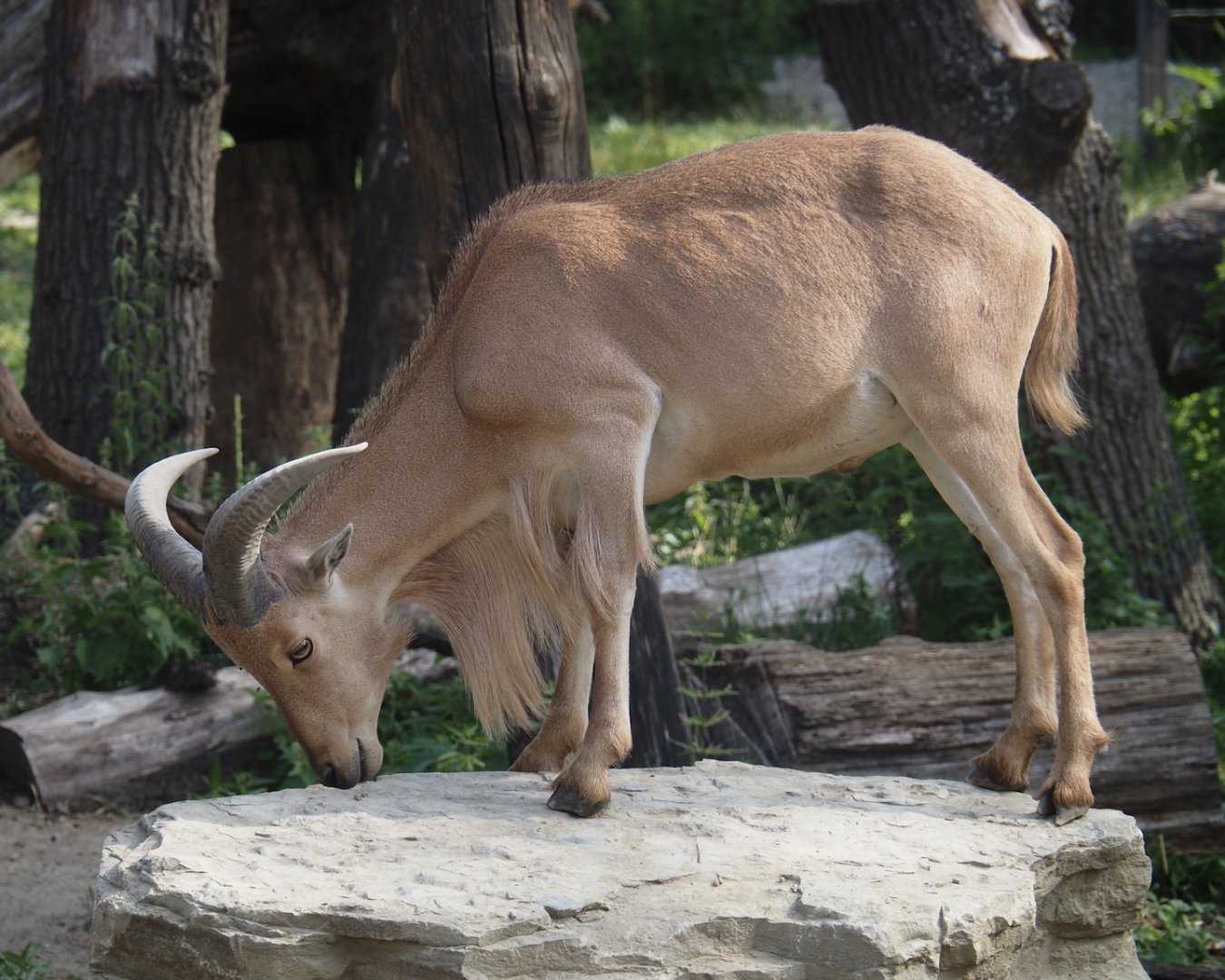 Barbary sheep (Ammotragus lervia), 2025-08-13