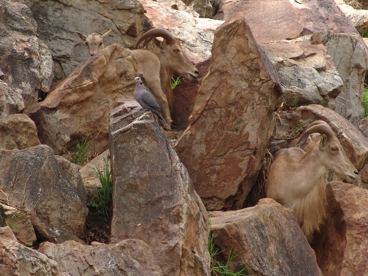 Barbary Sheep (Ammotragus lervia) and a wild Red-eyed Dove (Streptopelia se