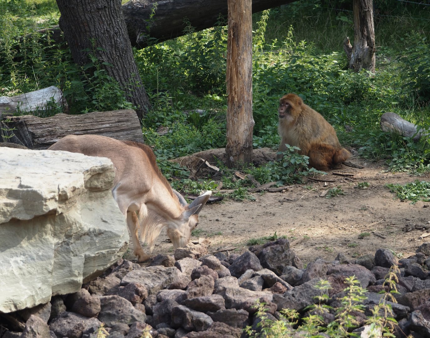 Barbary sheep (Ammotragus lervia) and Barbary macaque (Macaca sylvanus), 2025-08-13