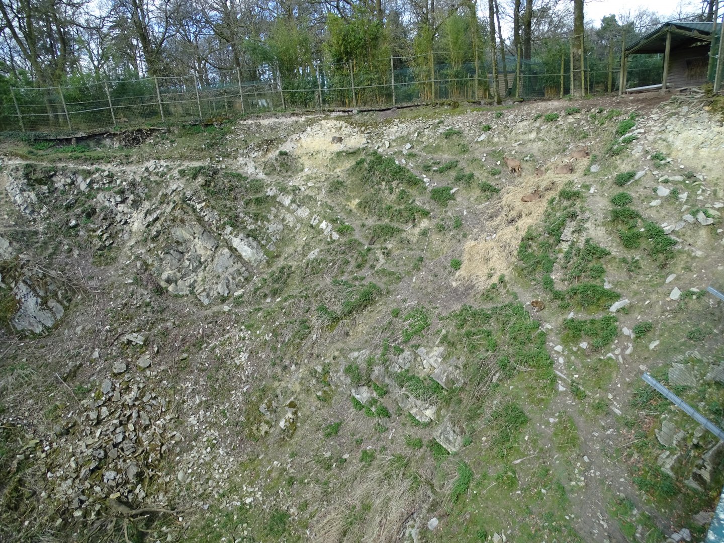 Barbary sheep (Ammotragus lervia) and Barbary macaque (Macaca sylvanus) exhibit