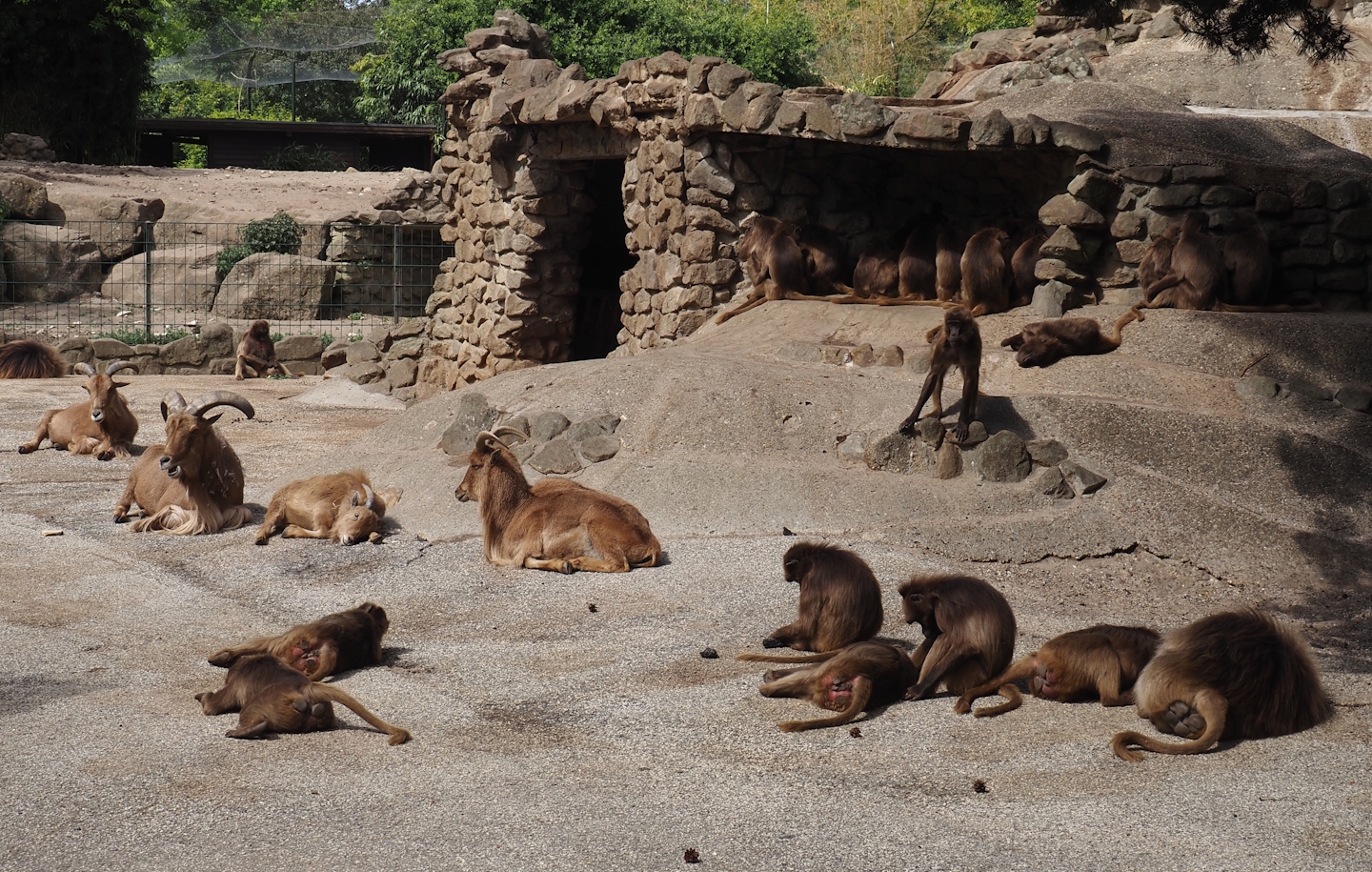 Barbary sheep (Ammotragus lervia) and Geladas (Theropithecus gelada), 2025-05-22
