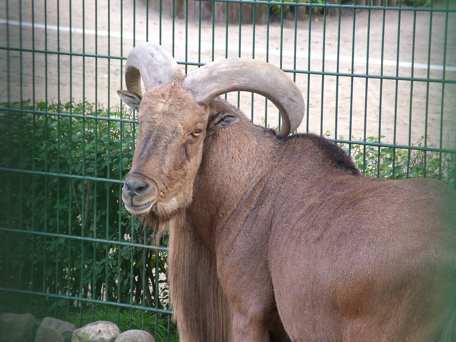 Barbary Sheep (Ammotragus lervia) at Tierpark Gettorf 2007