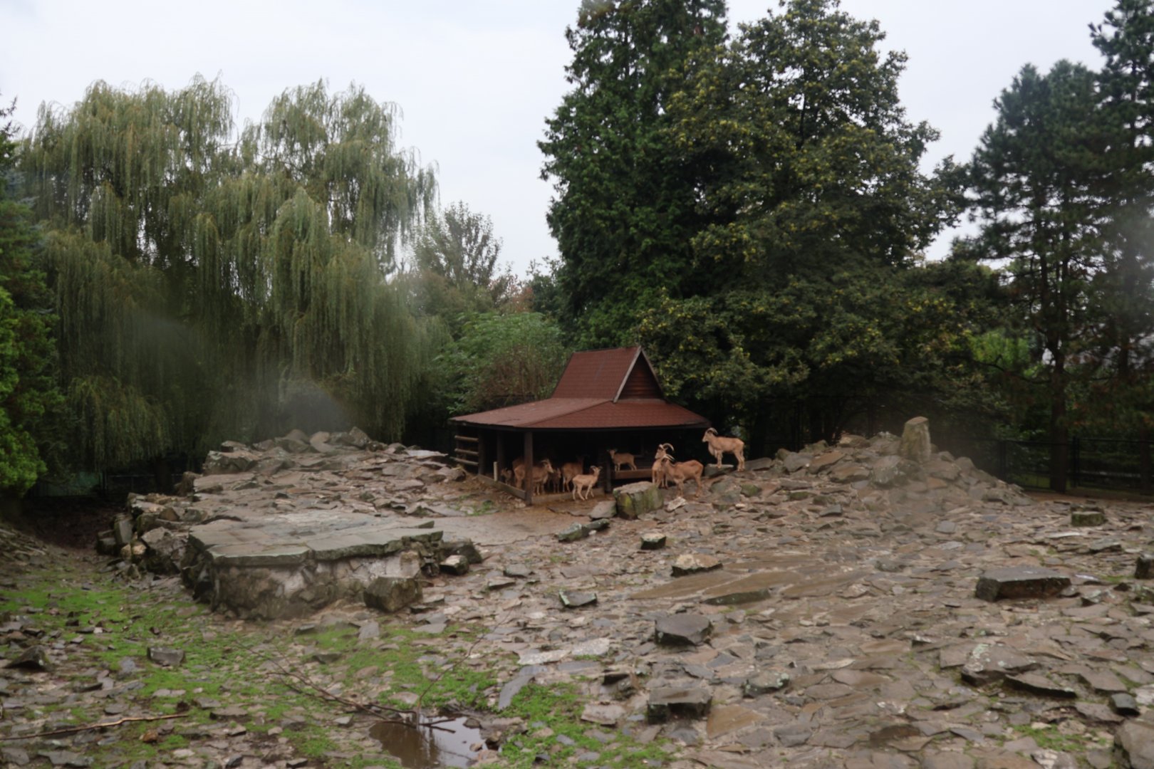 Barbary Sheep (Ammotragus lervia) enclosure