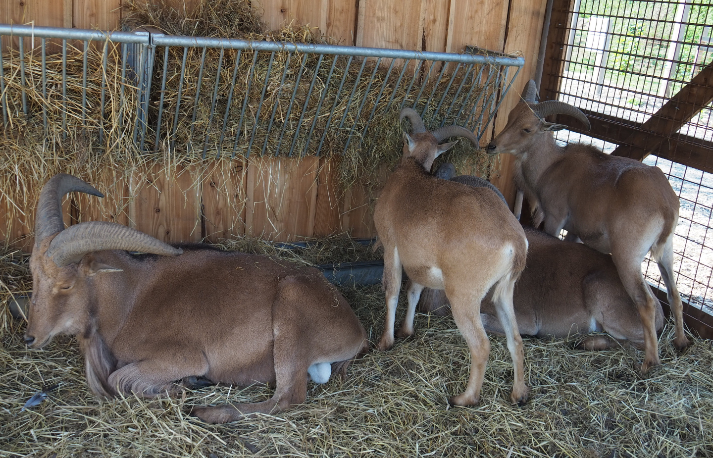 Barbary sheep (Ammotragus lervia) herd, 2020-09-12