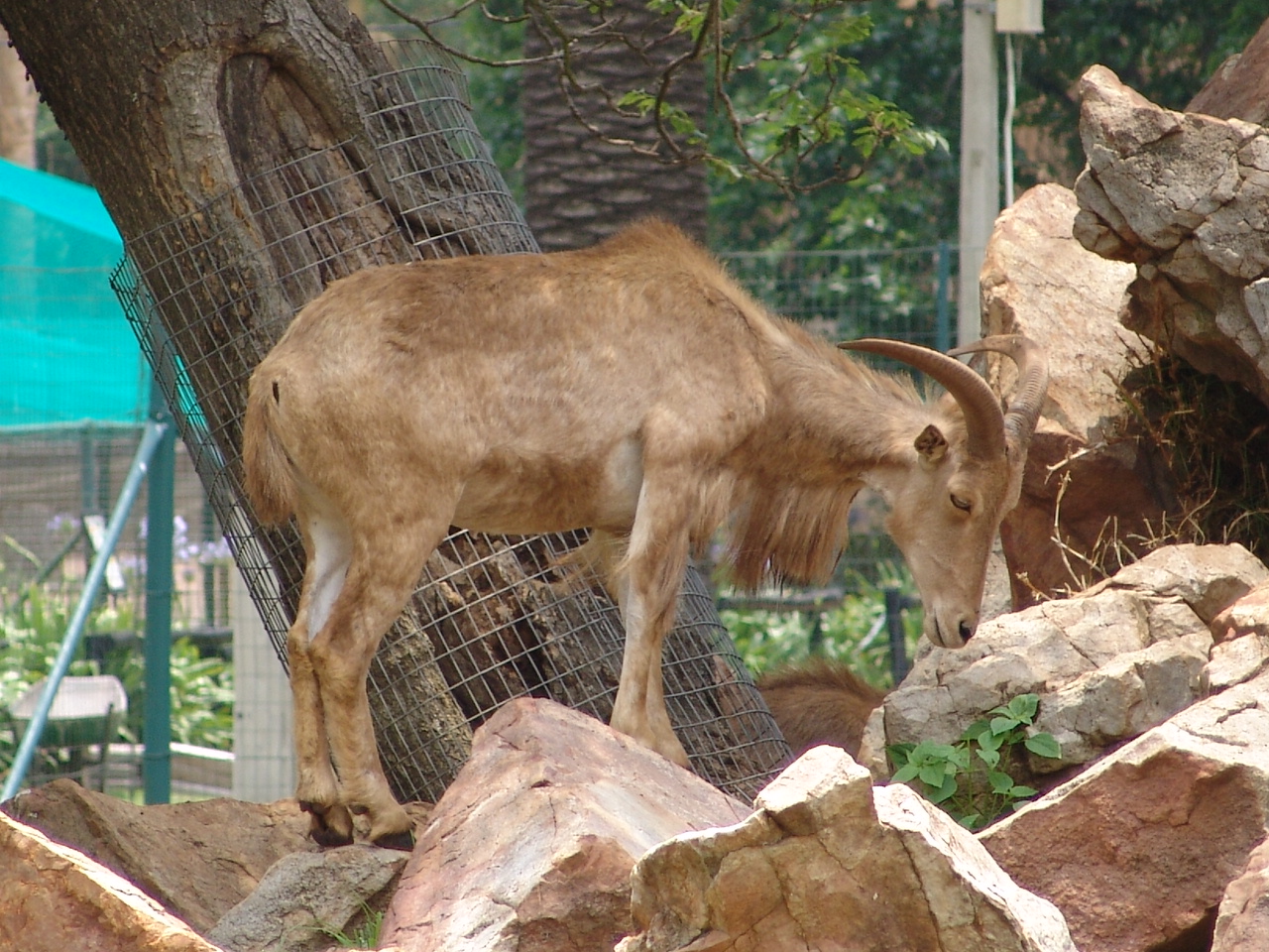 Barbary Sheep (Ammotragus lervia)