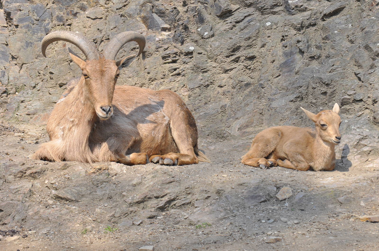 Barbary sheep (Ammotragus lervia)