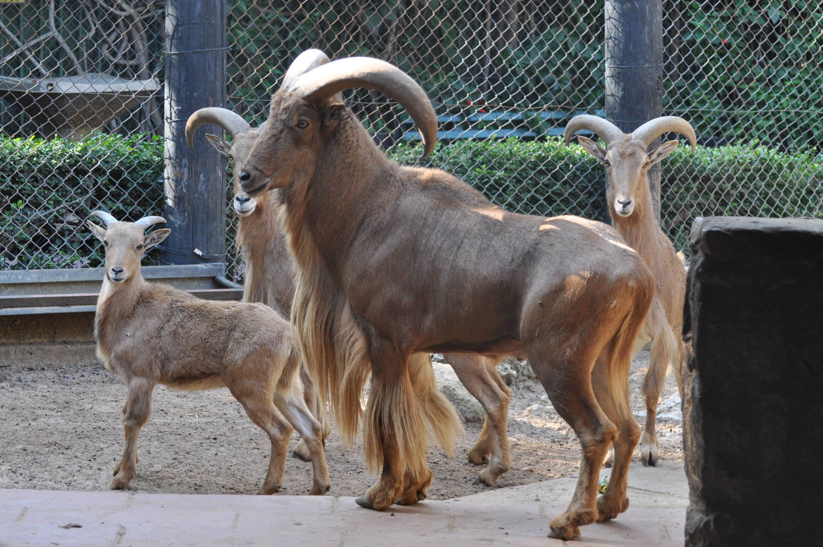 Barbary sheep/ Ammotragus lervia