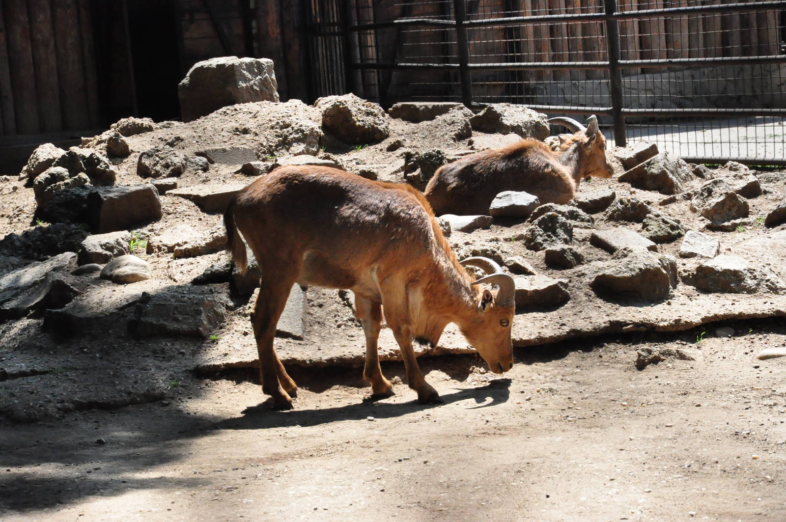 Barbary sheep/ Ammotragus lervia