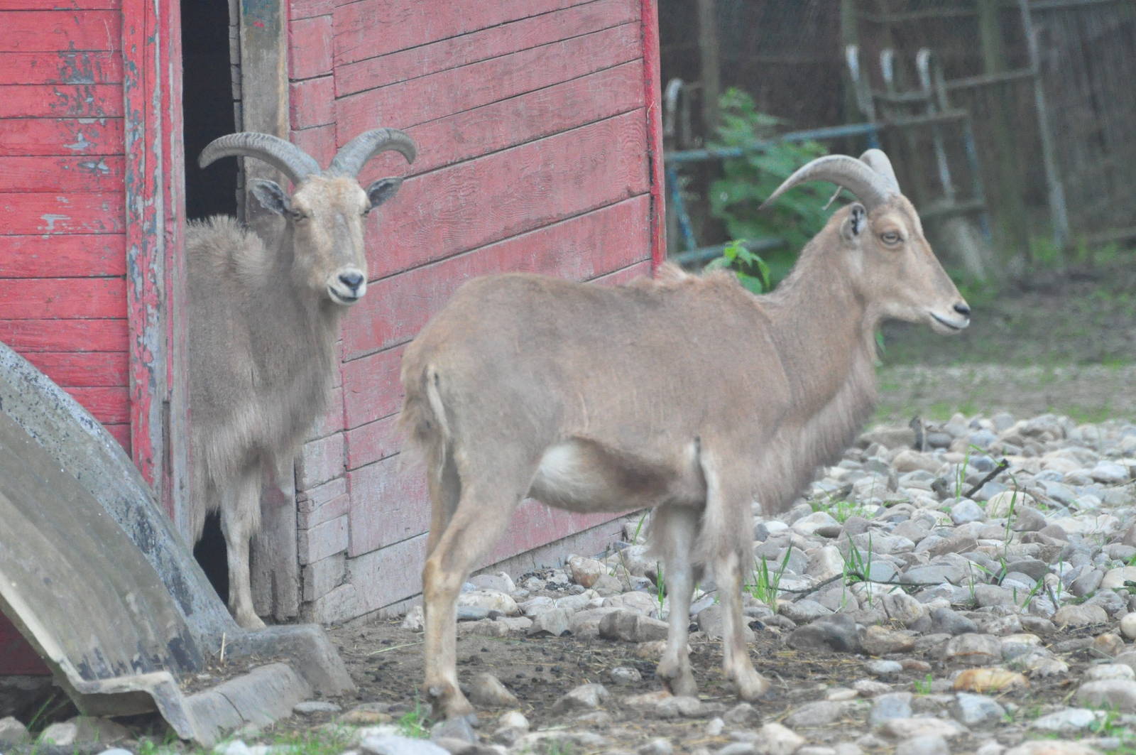 Barbary sheep/ Ammotragus lervia
