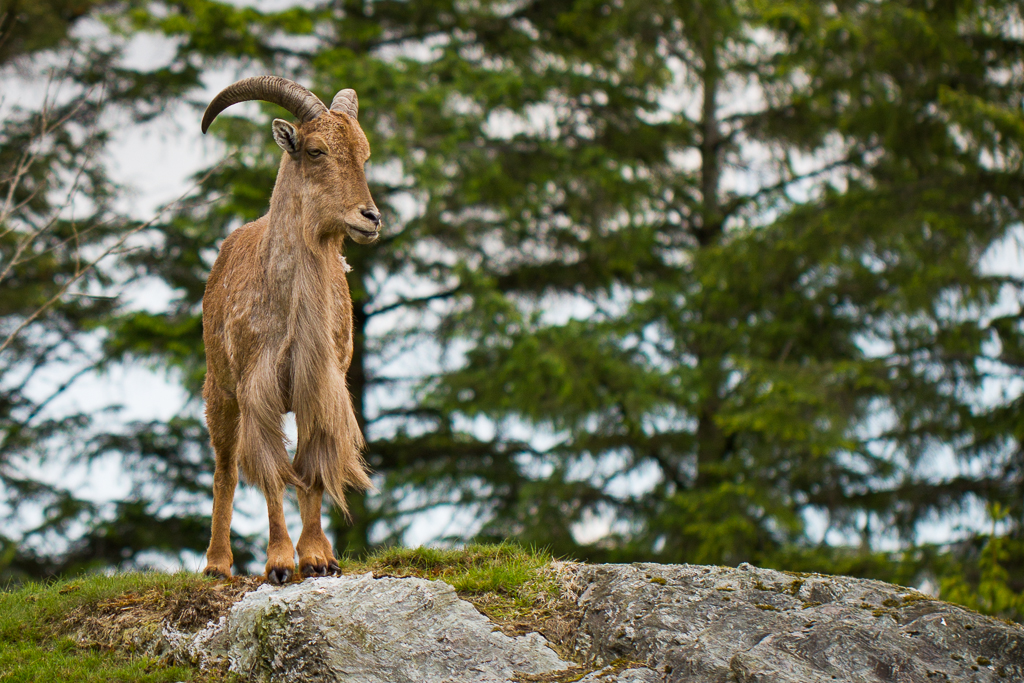 Barbary sheep - Ammotragus lervia