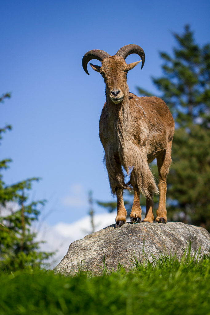 Barbary sheep - Ammotragus lervia