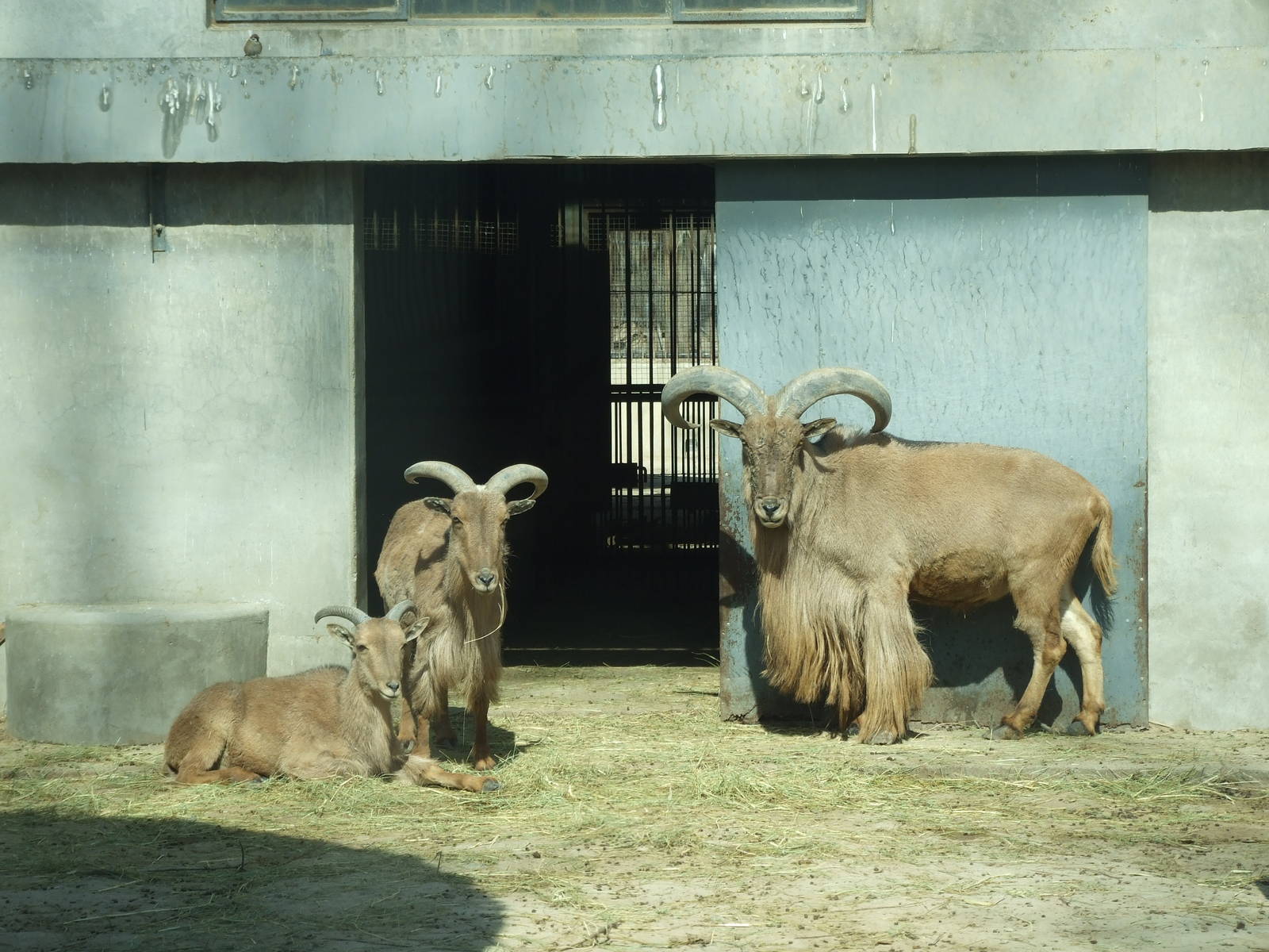 Barbary sheep (Ammotragus lervia)
