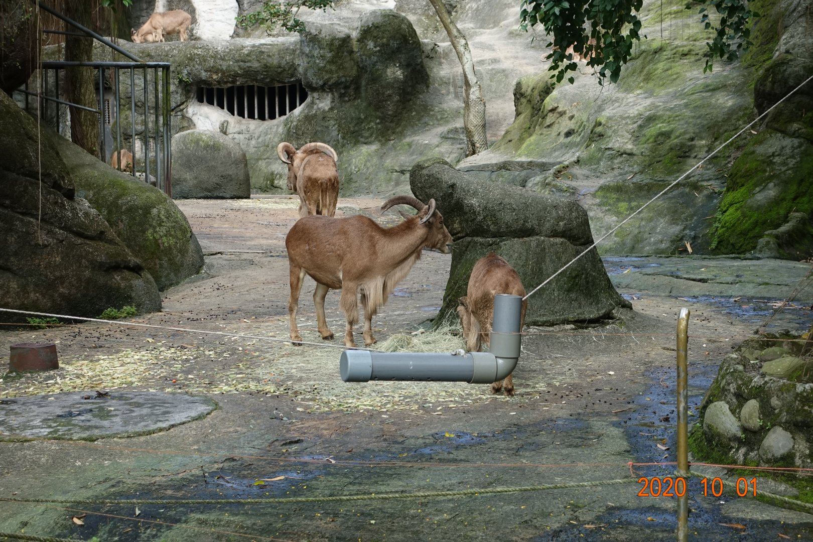 Barbary Sheep (Ammotragus lervia)