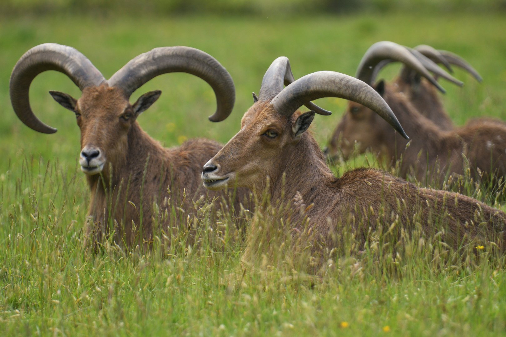 Barbary sheep (Ammotragus lervia)