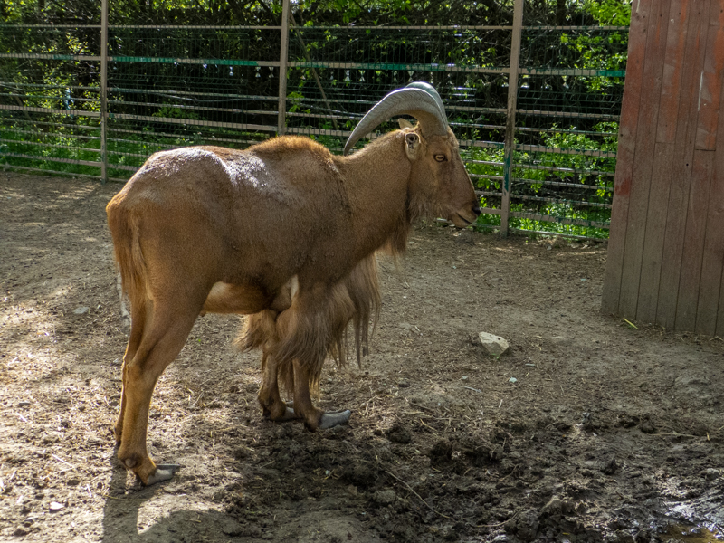 Barbary sheep / Ammotragus lervia
