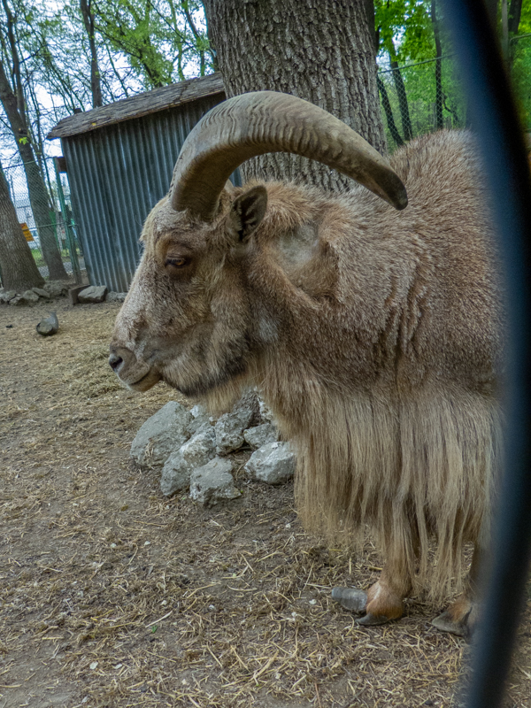 Barbary sheep / Ammotragus lervia