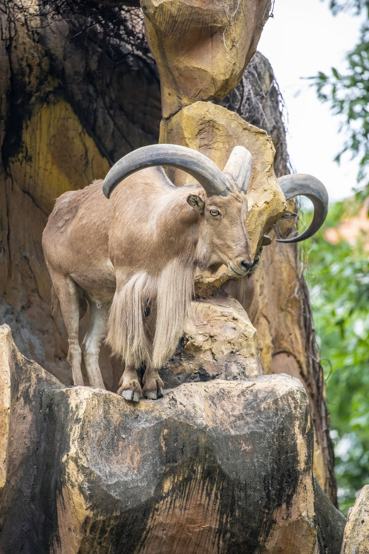 Barbary Sheep (Ammotragus lervia