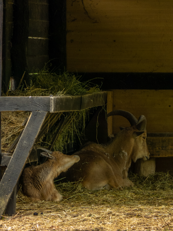 Barbary sheep (Ammotragus lervia)