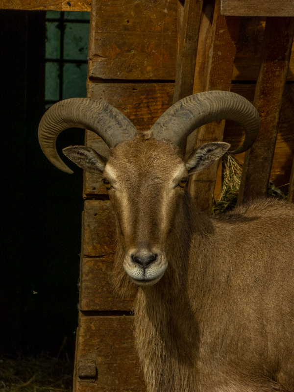 Barbary sheep (Ammotragus lervia)
