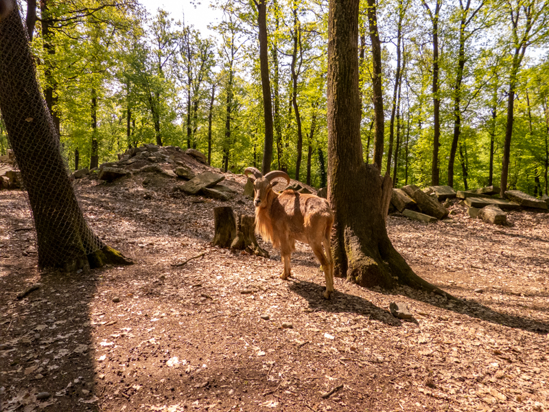 Barbary sheep (Ammotragus lervia)