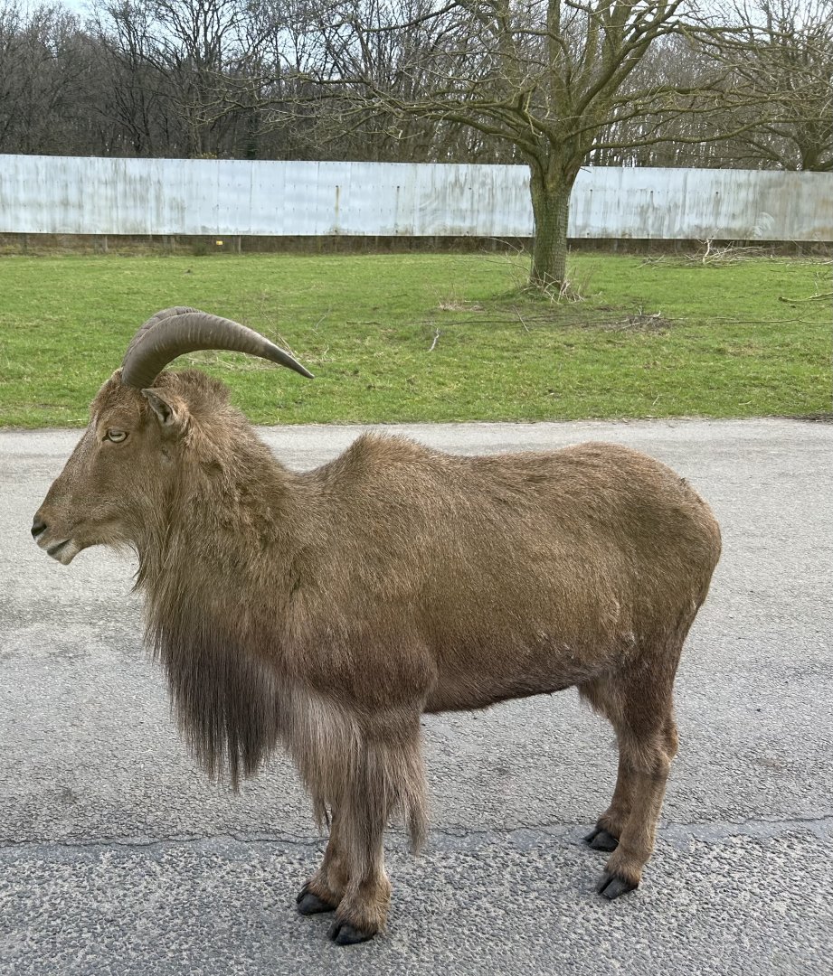 Barbary sheep (Ammotragus lervia)