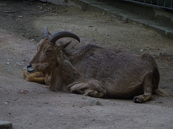 Barbary sheep (Ammotragus lervia)