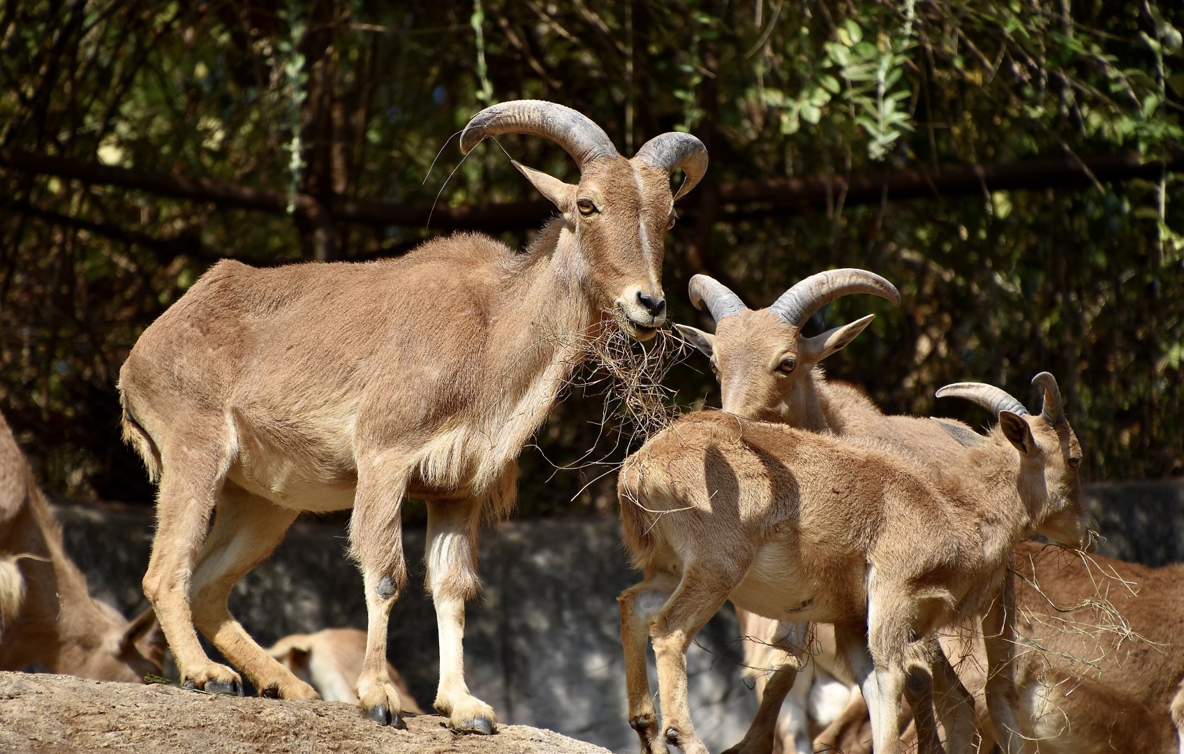 Barbary Sheep (Ammotragus lervia)