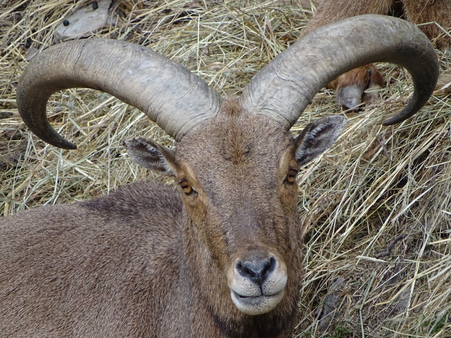 Barbary sheep (Ammotragus lervia)