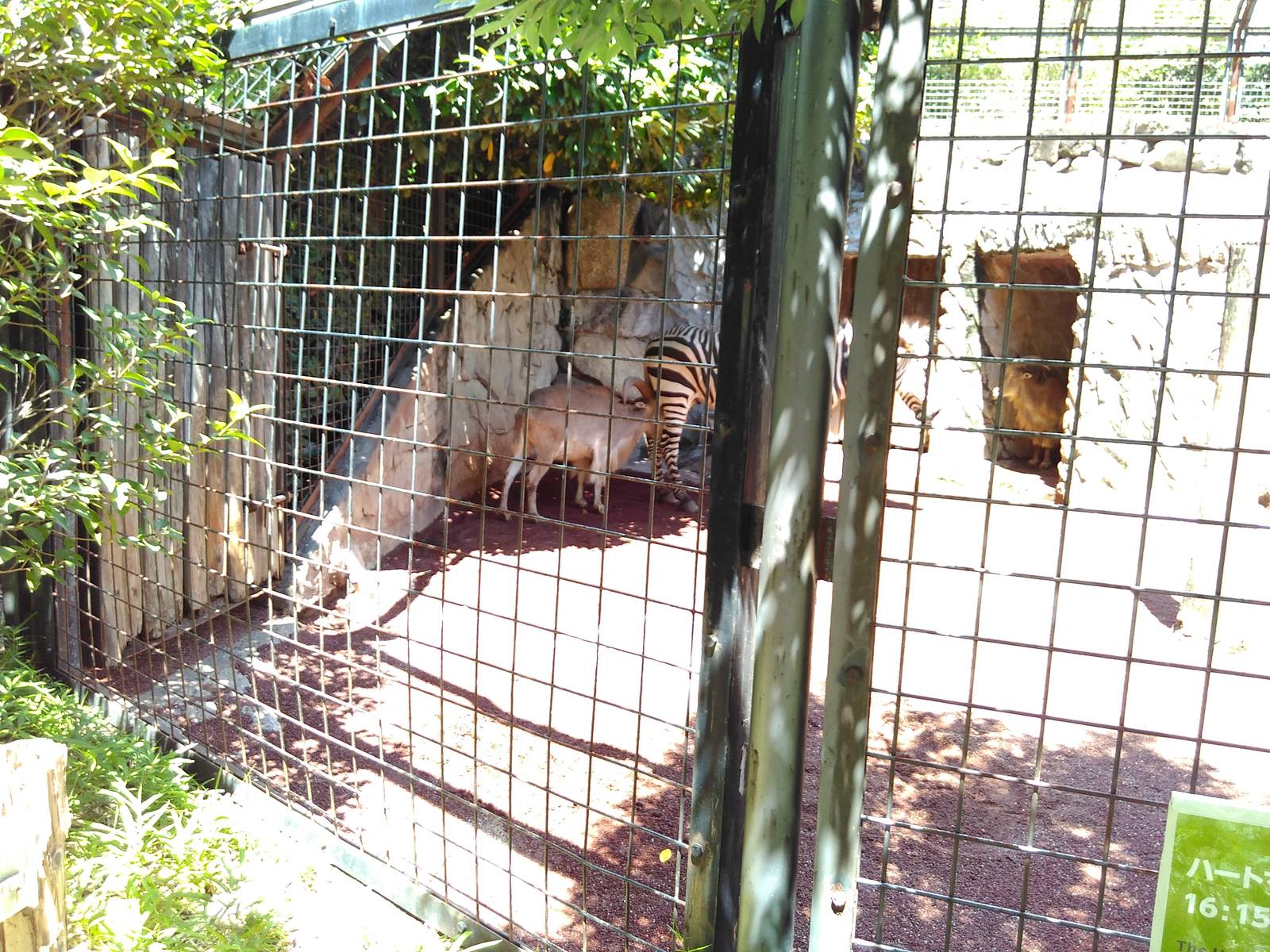 Barbary sheep and a hartmann's mountain zebra