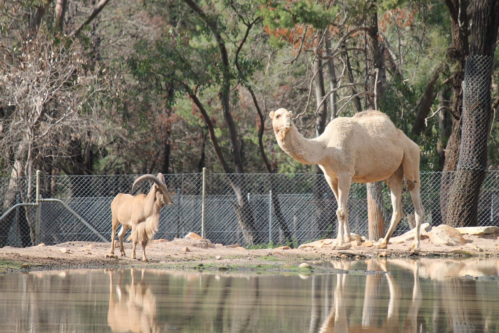 Barbary Sheep and Arabian Camel