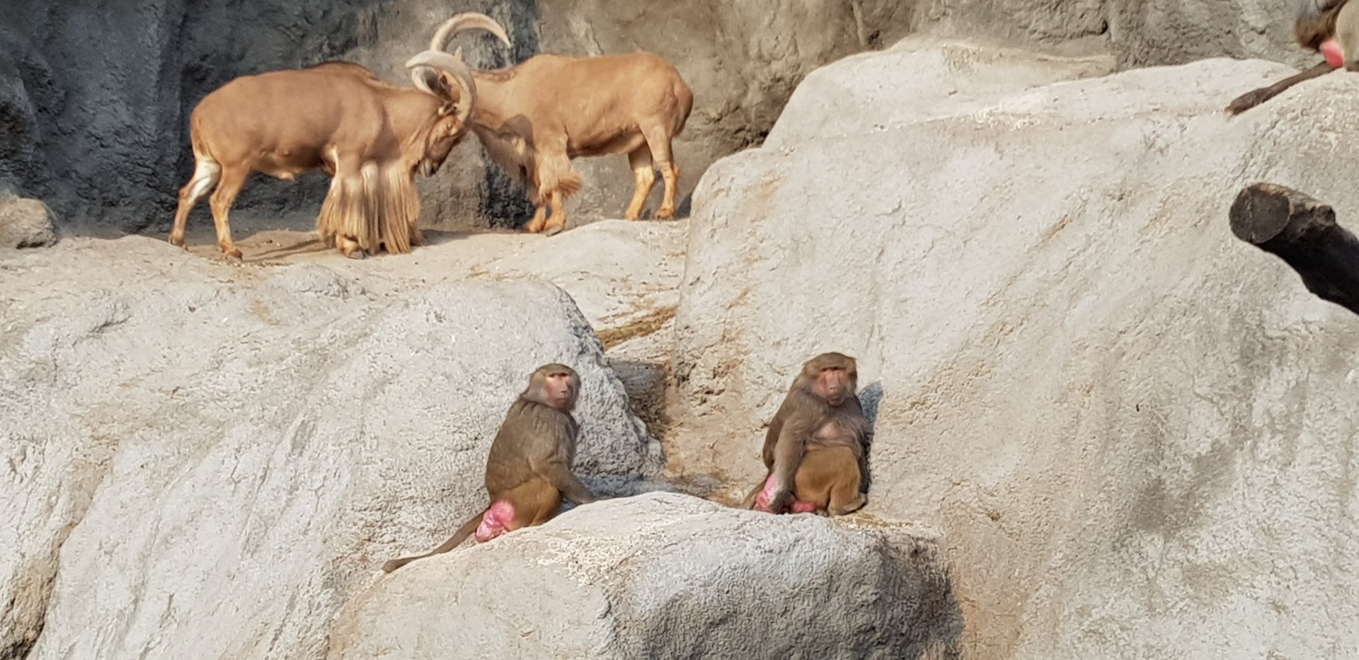 Barbary sheep and baboons