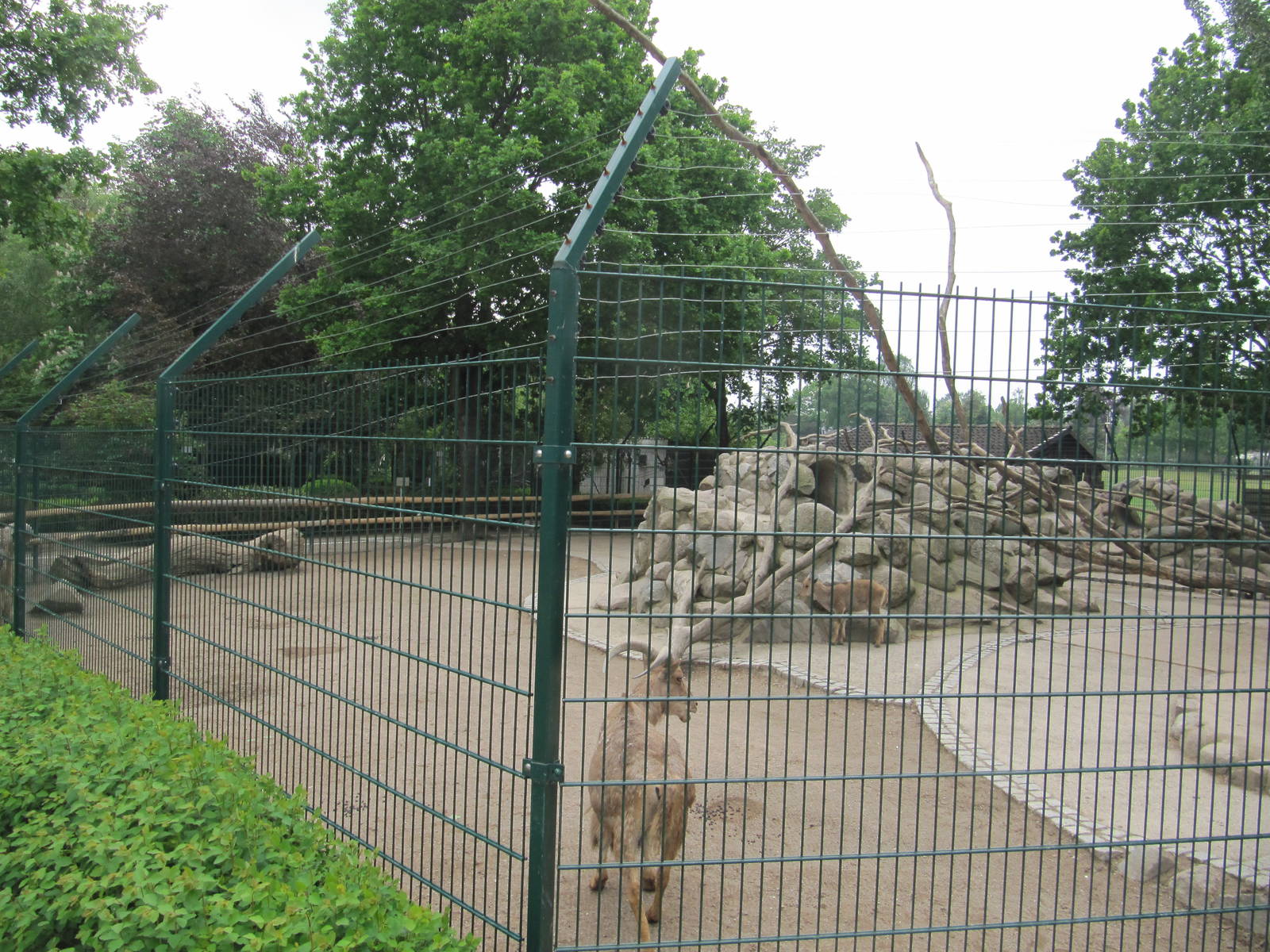 Barbary Sheep and Barbary Macaque 2011