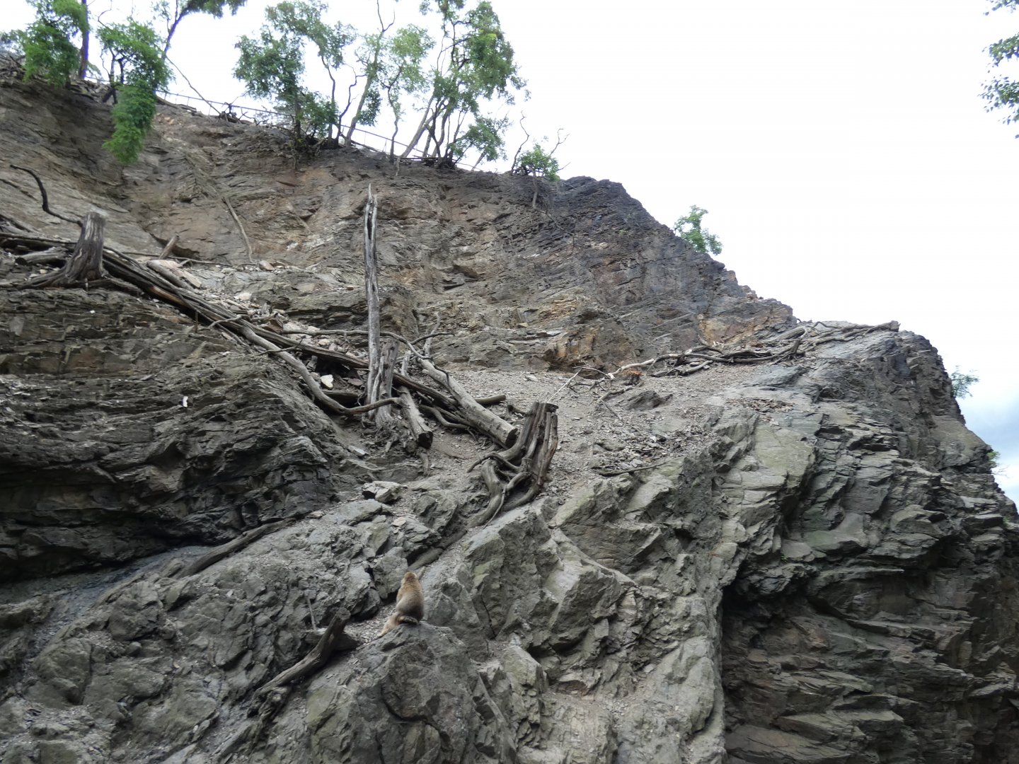 Barbary Sheep and Barbary Macaque enclosure