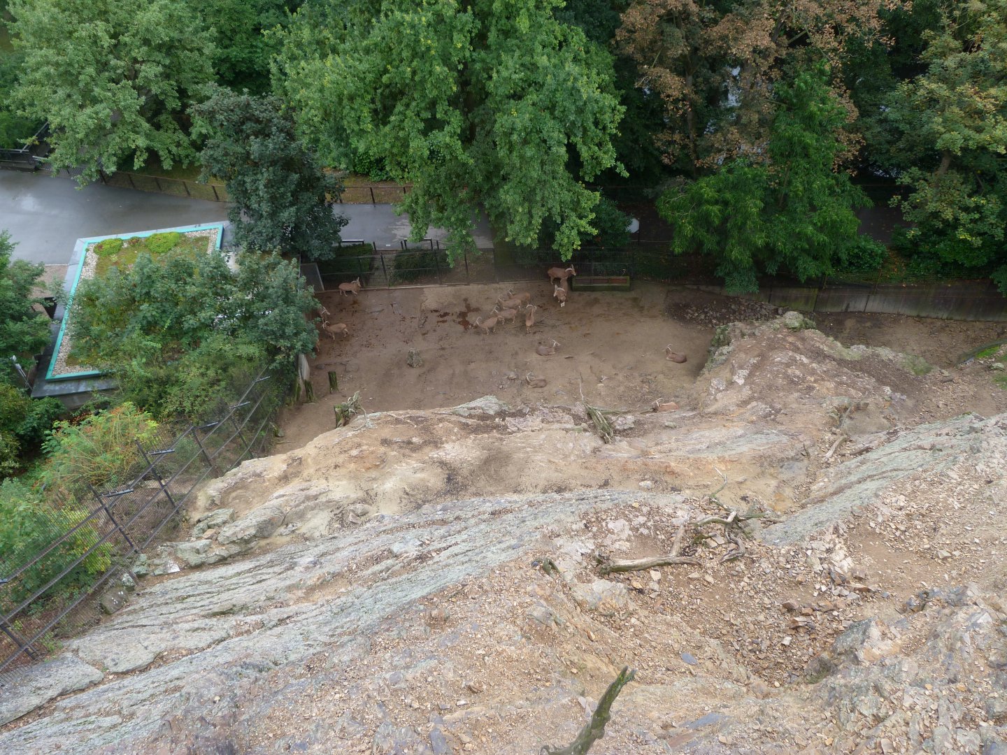 Barbary sheep and Barbary macaque exhibit upper view -Zoo Praha (2025)