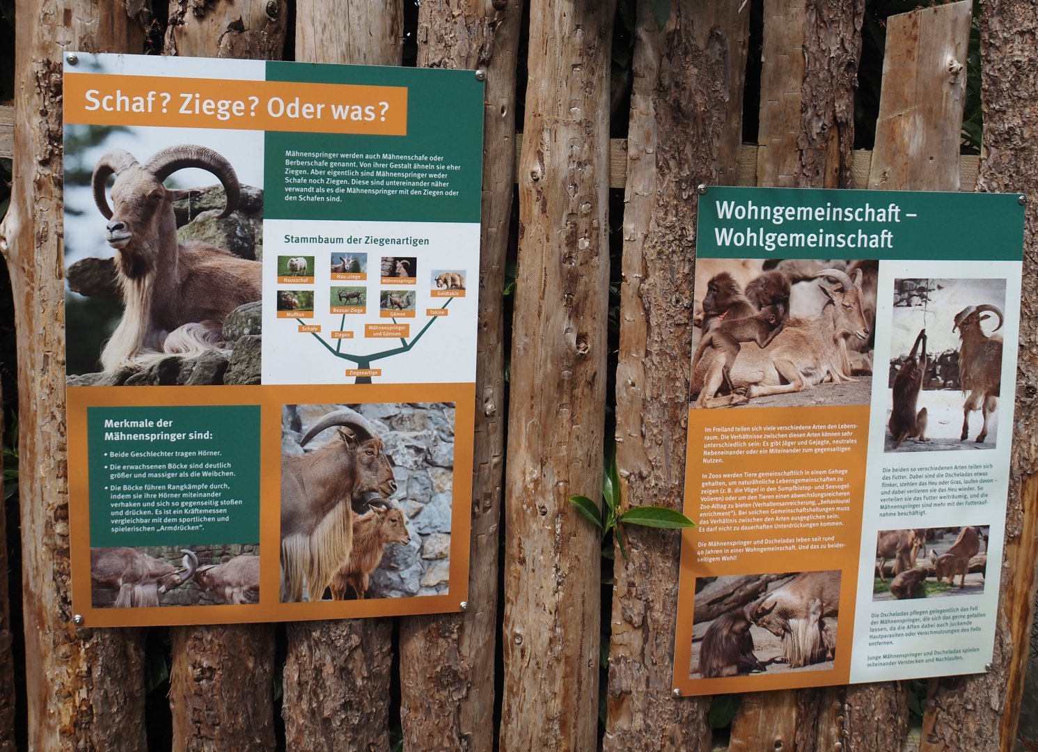 Barbary sheep and Barbary sheep/Gelada mixed exhibit signage, 2025-05-22