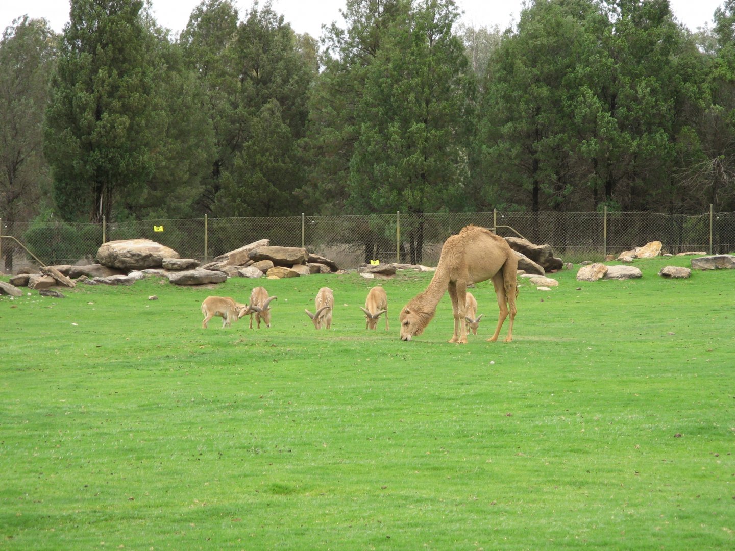 Barbary Sheep and Camel (2009)