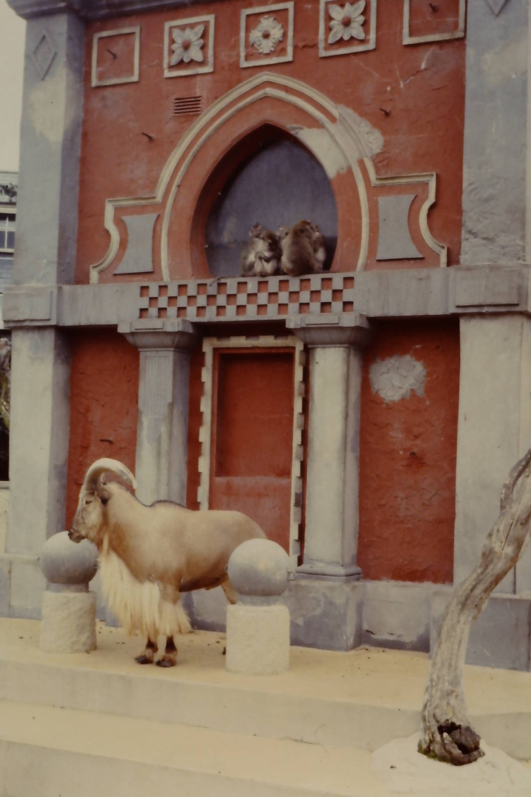 Barbary Sheep and Crab-eating Macaque Bristol 1986