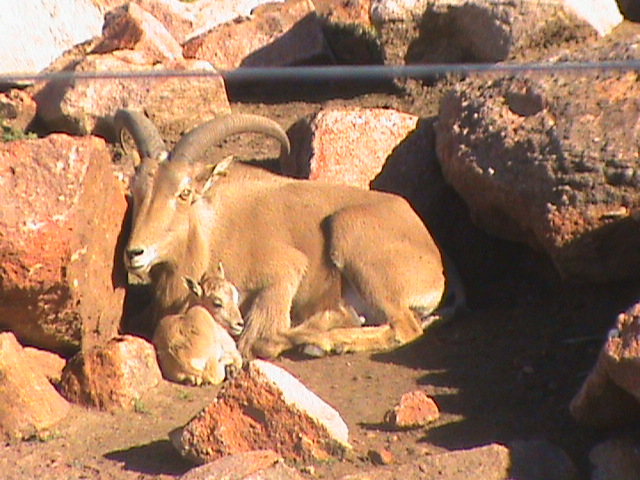 Barbary Sheep and day old lamb
