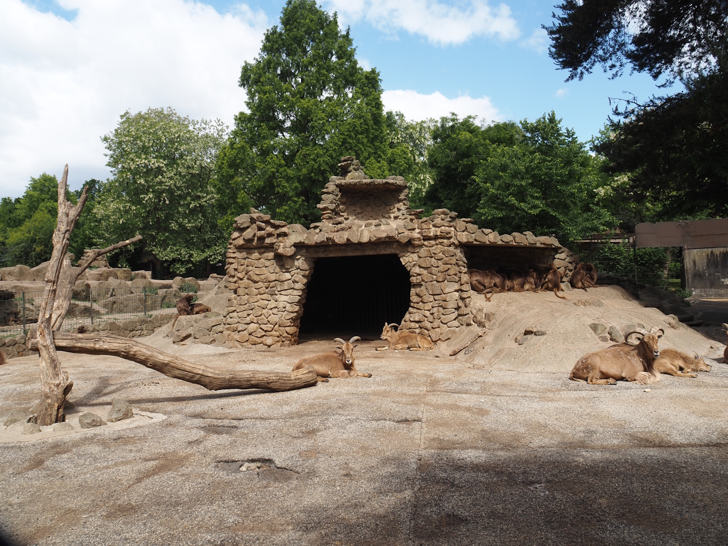 Barbary sheep and Gelada exhibit, 2025-05-22