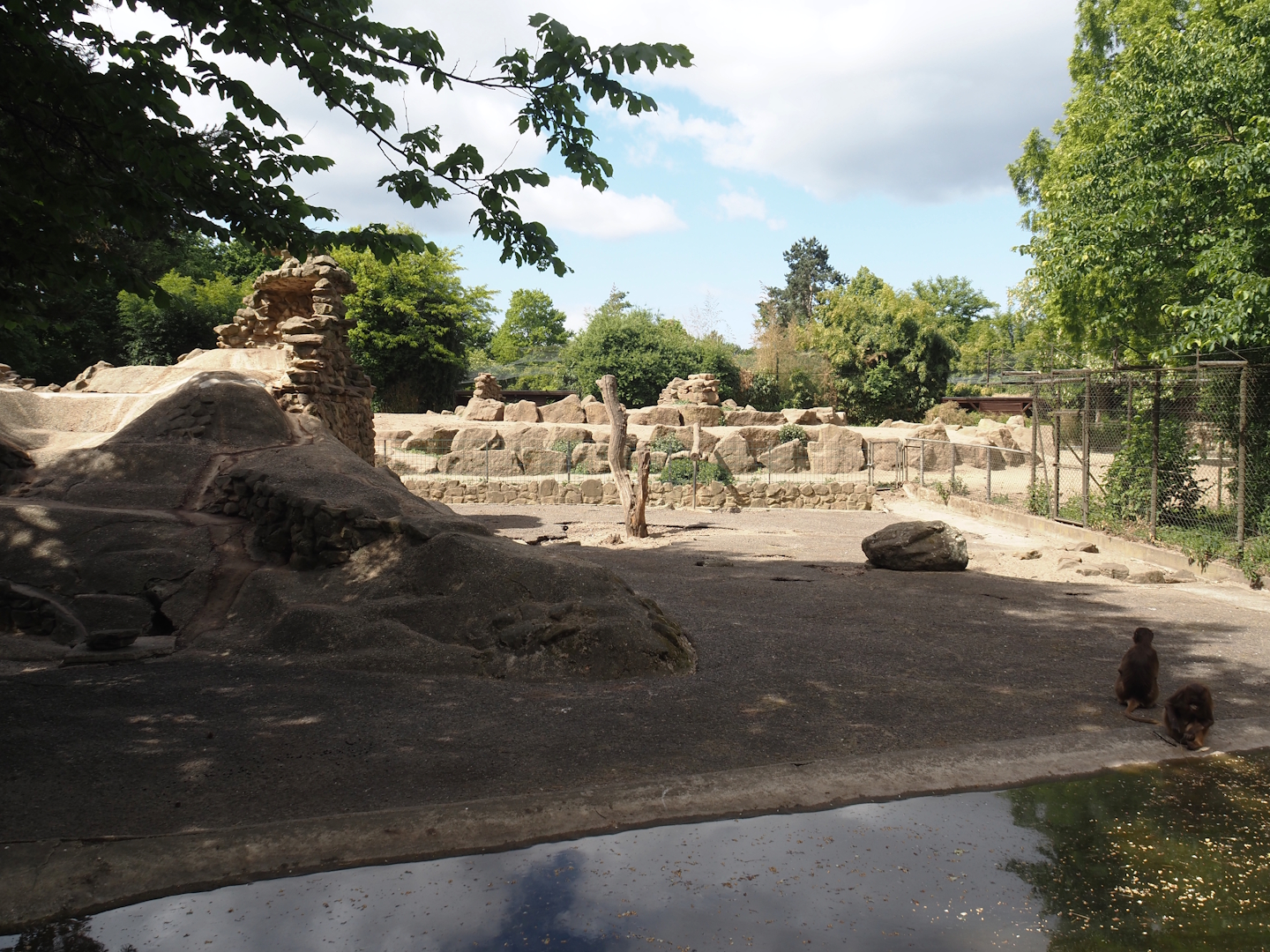 Barbary sheep and Gelada exhibit, 2025-05-22